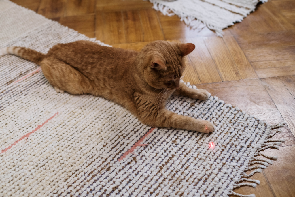 orange kitten on rug
