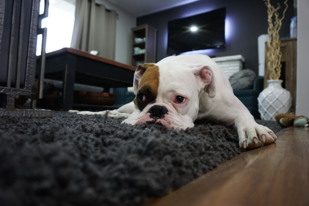 bull dog on a grey rug